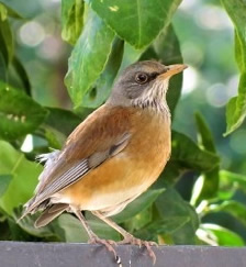 Rufous-backed Robin